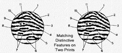 Matching Distinctive Patterns on Two Fingerprints